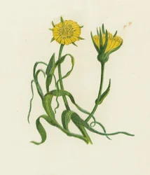 Wiesen-Bocksbart, Tragopogon Pratensis